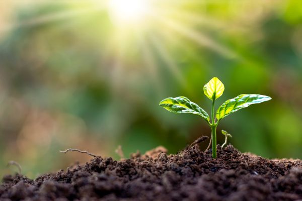 Controle de Insetos em Plantas Domésticas