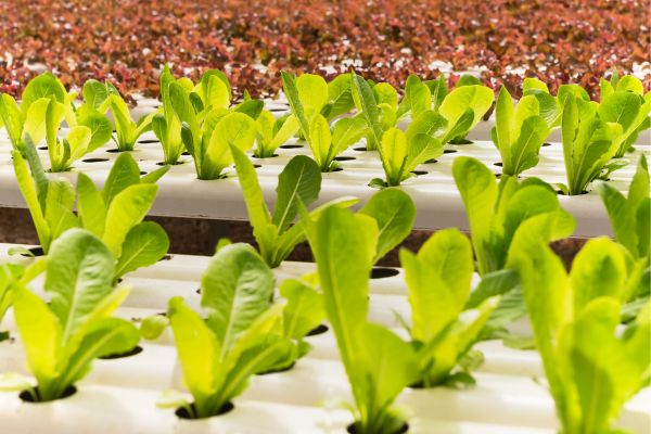 Iniciação ao Cultivo Hidropônico em Casa