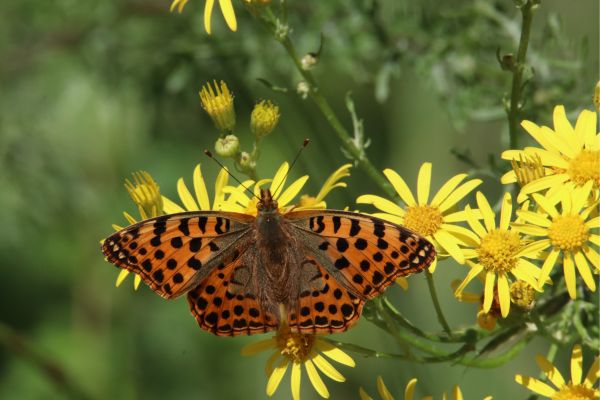 Biodiversidade: Sustentando Ecossistemas e Equilíbrio Ambiental