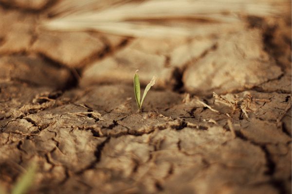 Resistência Botânica em Condições Extremas