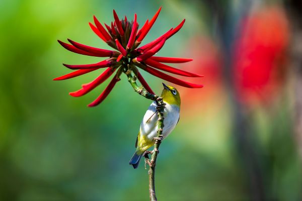 Flores Raras e Exóticas: Uma Jornada Visual