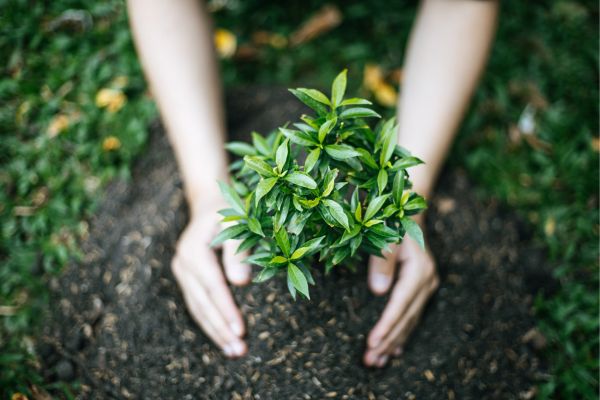 Harmonizando Plantas Nativas e Conservação de Água