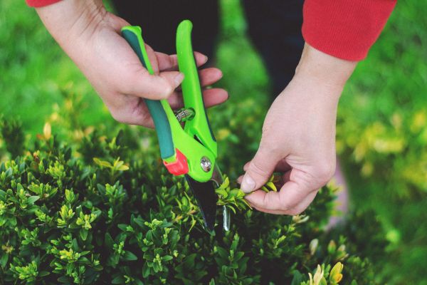 Poda e Manutenção de Plantas