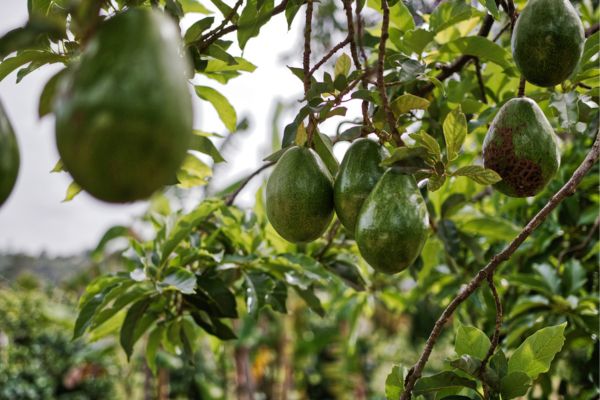 Selecionando Plantas Perenes para seu Quintal