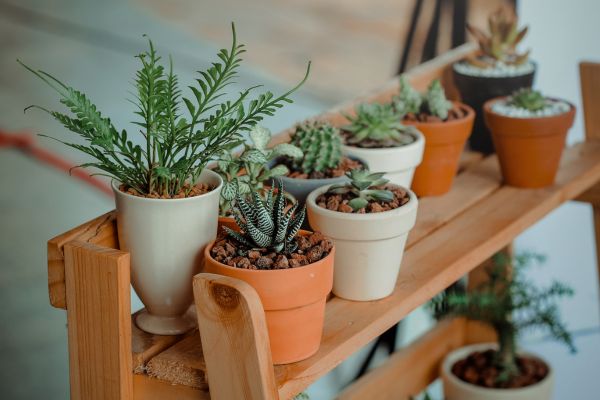 Botânica para Crianças: Introduzindo o Mundo das Plantas