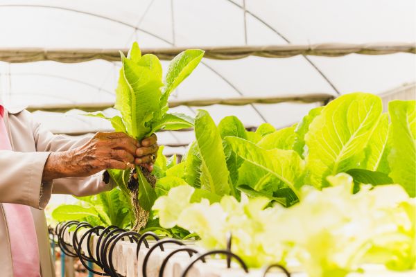 O Uso de Bioestimulantes na Agricultura Orgânica: Mitos e Fatos