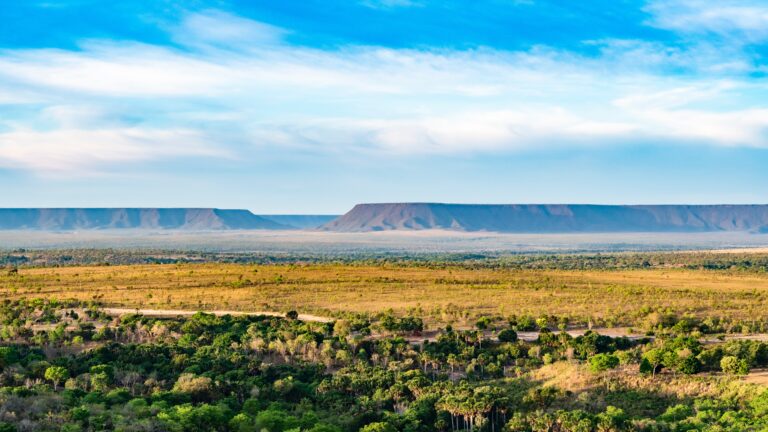 Cerrado: A Riqueza da Flora em um dos Biomas Mais Diversos do Brasil