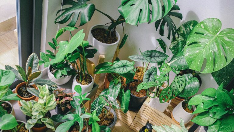 Cultivo Indoor: As Melhores Plantas para Ambientes Internos