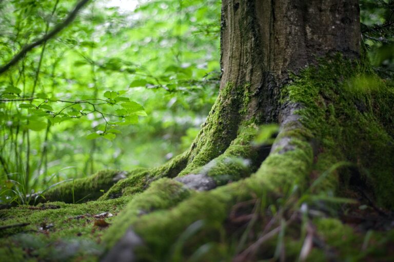 Maravilhas da Mata Atlântica: Tesouros Botânicos dos Trópicos Brasileiros