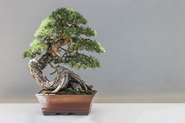 Técnicas de Bonsai: Cultivando a Arte Milenar