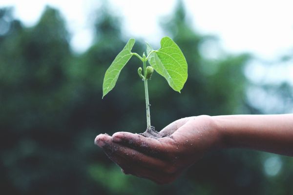 Entenda Como Germinar Sementes