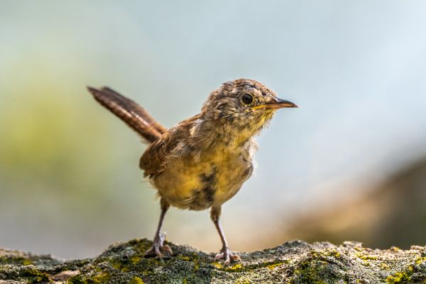 Restauração de Habitats Naturais Na Jardinagem