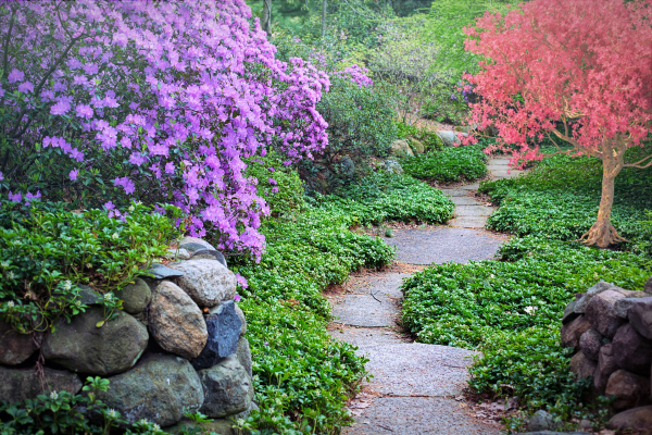 5 Estratégias de Paisagismo para Economizar Água no Jardim