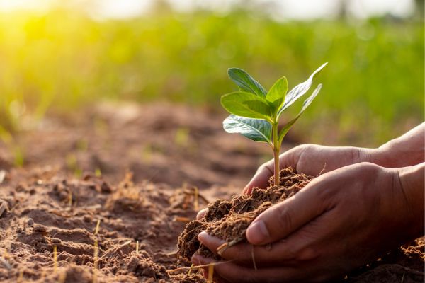 Jardins Multissensoriais: Harmonizando Espaços que Encantam os Sentidos