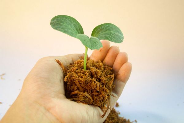 Manejo Ecológico e Desafios da saúde das plantas