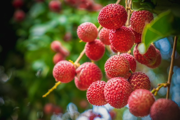 Lichia: Fruta Repleta de Benefícios para a Saúde